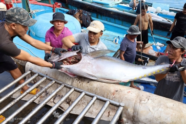 Việt Nam vượt Thái Lan thành nguồn cung cá ngừ lớn nhất Israel