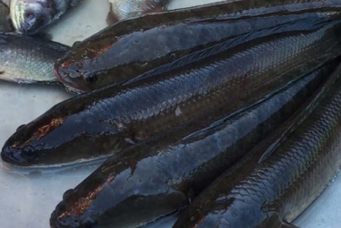 Vĩnh Long: Giá cá lóc tăng trong khi nguồn cung ít