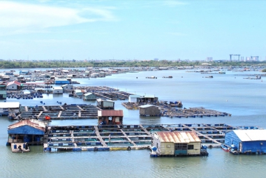 Bà Rịa-Vũng Tàu phát huy thế mạnh nuôi trồng thủy sản