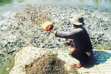 Giá rớt thê thảm, người nuôi cá ở Long An 'sống dở chết dở'