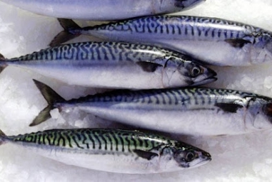 Sản lượng cá thu có thể giảm vào năm 2022