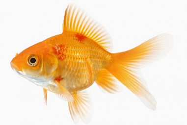 Bài thuốc quý giúp tăng tỉ lệ sống khi cá mắc bệnh xuất huyết