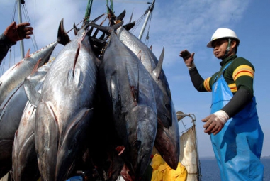 Xuất khẩu cá ngừ Việt Nam tiếp tục tăng mạnh đầu năm 2022