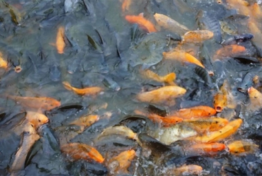 Giá cá ở Đông Nam Bộ giảm sâu