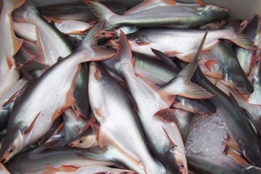 Cá tra Campuchia rộng cửa vào thị trường Trung Quốc